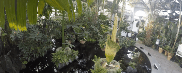 This Timelapse of a Huge Stinky Corpse Flower Is Surprisingly Beautiful