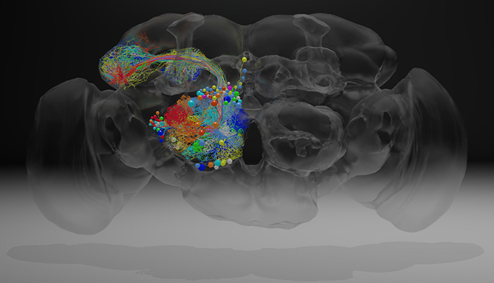 fruit fly brain map 1