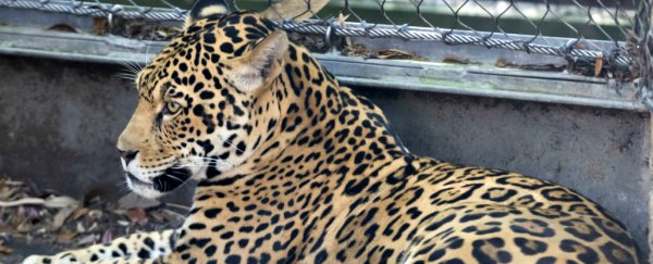 A jaguar escaped its zoo habitat and moved from one enclosure to the next killing animals