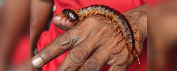 Deadly parasite discovered in Chinese family shows you should never eat raw centipedes