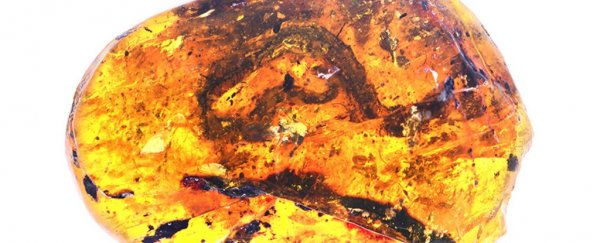 The first known baby snake fossil has been discovered in a lump of amber