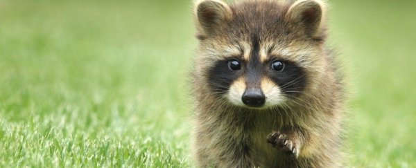 No, the raccoons in Central Park do not have a 'zombie' virus