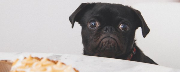 Here's Everything You Need to Know About Fasting Diets (And How They Work)