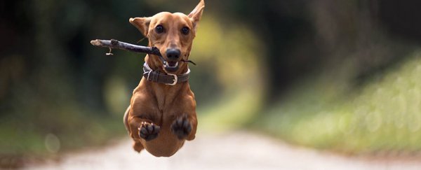 Are you walking your dog enough?