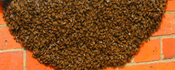80,000 angry bees attacked a woman for trying to get to her car in California