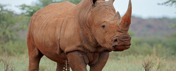 The wild idea of introducing rhinos to Australia is not as insane as it sounds