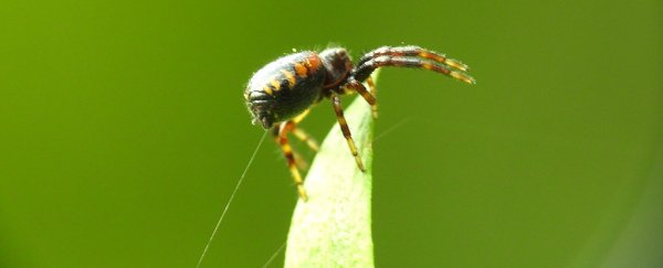We just found out spiders can use electricity to fly through the air