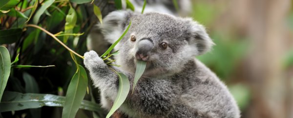 We finally know how koalas can survive on their extremely toxic eucalyptus diet