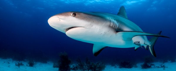 This is why scientists both love and hate Shark Week