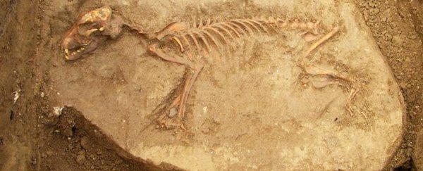 North America's first dogs disappeared, and may have left behind a terrifying legacy