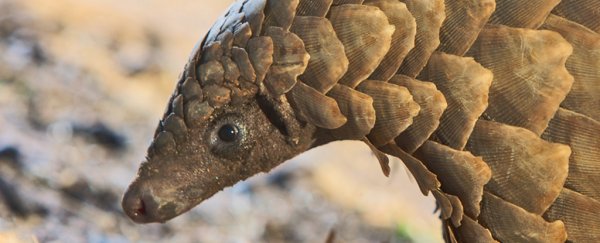 Pangolins may face extinction with China's push to increase traditional medicine exports