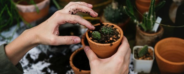 It's hot out there. Here's how to keep your plants alive, according to science