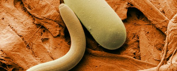 A tiny worm frozen in Siberian permafrost for 42,000 years was just brought back to life