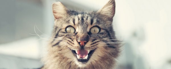 You're wrong about your pet's age - a human year isn't just '7 dog years', and here's why