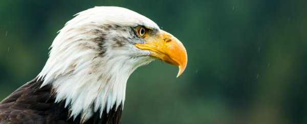 The US Endangered Species Act is about to be stripped of some key provisions