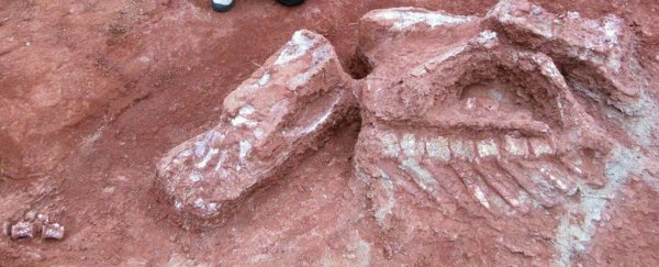 Unique bone discovery shows dinosaurs grew gigantic way earlier than we thought