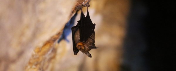 Caves can carry a bunch of diseases. Here's why the boys in Thailand are in quarantine