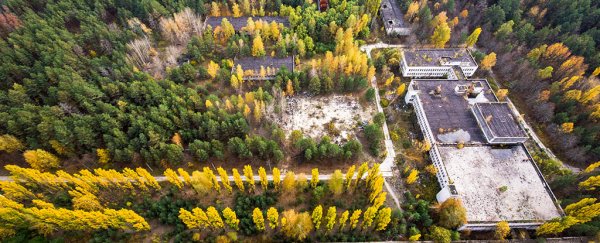 32 years on, this is how life thrives in the radioactive Chernobyl zone