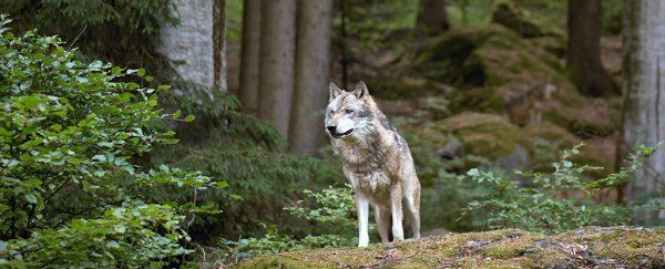 For the first time, scientists have tracked a wolf leaving the radioactive Chernobyl zone
