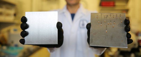Turns out cooking oil is ridiculously good at repelling bacteria, resulting in a 1,000x reduction
