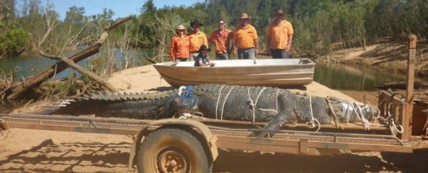 A gigantic crocodile was just caught in Australia after 10 years on the run