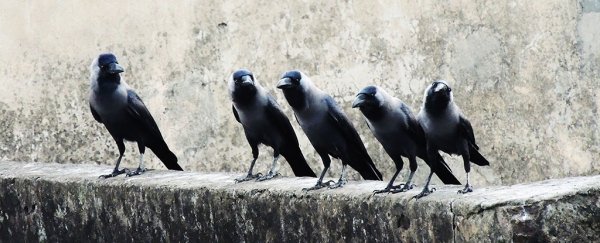 Are crows and ravens friends? A new study says hell no