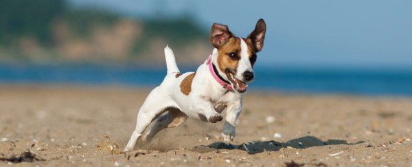 Dogs will rush to our aid, but only if they don't get too emotional