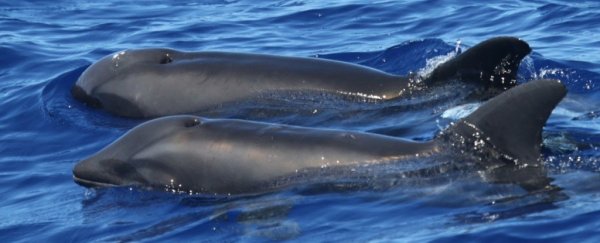 Scientists have spotted an amazing dolphin-whale hybrid off the coast of Hawaii