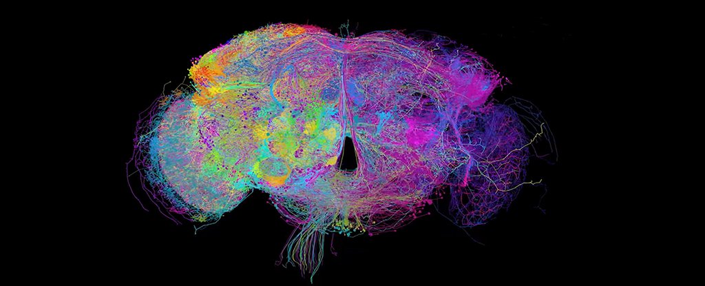 Image result for fruit fly brain image