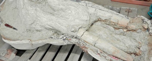 A French farmer found an incredibly rare fossil and kept it secret for years