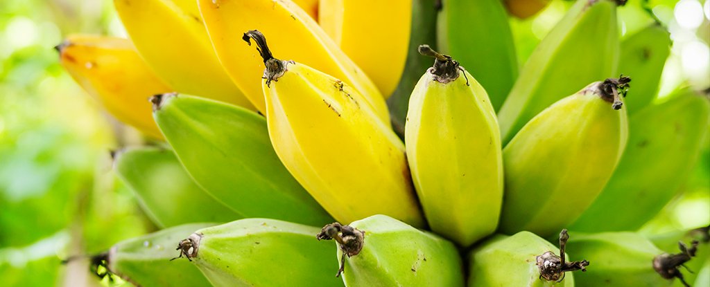 Dole Banana Ripening Chart