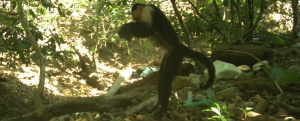 These tiny monkeys in Panama appear to have entered the Stone Age