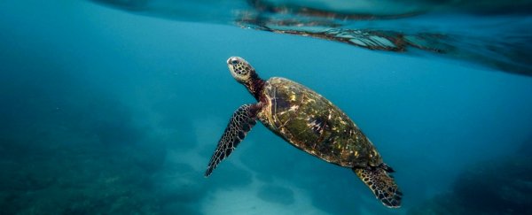 Our first detailed map of ocean wilderness shows shockingly little is safe from humans