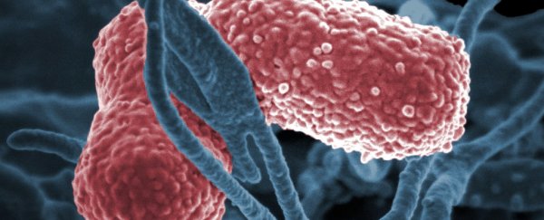 This nightmare bug can kill a healthy person in days, and it could emerge as the next superbug