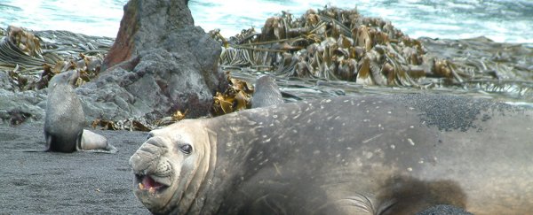 A humble seaweed just changed what we know about Antarctica as the 'isolated continent'