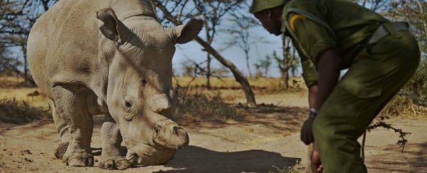 IVF embryo breakthrough could save the nearly extinct northern white rhino