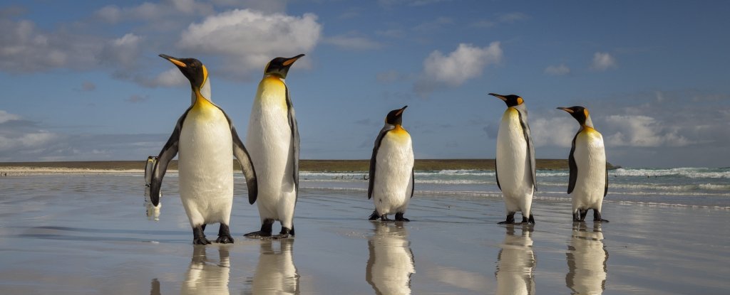 The World's Largest King Penguin Colony Has Dramatically Collapsed, And ...