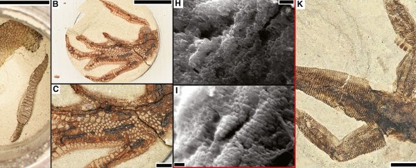Image result for university of bristol making fossils