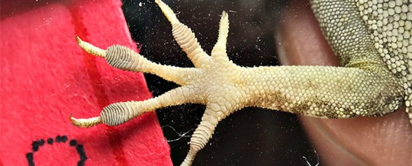 For The First Time, Scientists Witness A Single Hurricane Season Change The Anatomy of a Species
