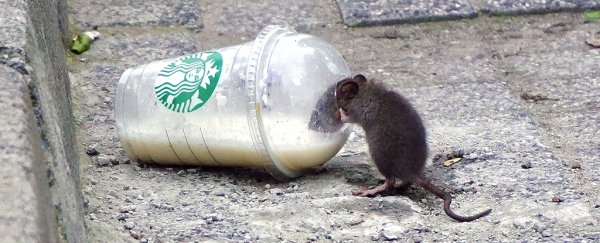 Mice can eat sugar without weight gain, but the jury is out when it comes to humans