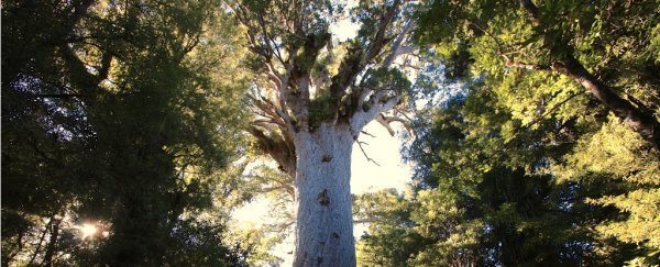 New Zealand's most sacred tree, Tāne Mahuta, is under severe threat