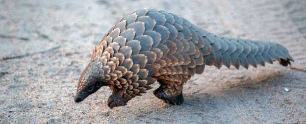 Earth's species are now going extinct 1,000 times faster than the natural rate