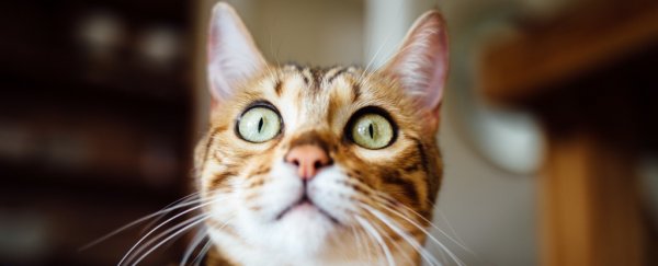 There's a really weird link between cats and entrepreneurs