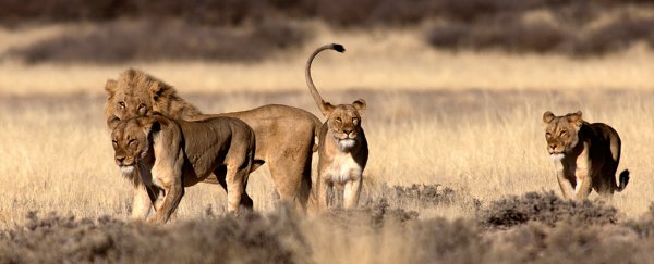 A gang of suspected rhino poachers has been eaten by lions in South Africa