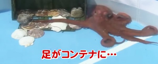 Japan's 'psychic' World Cup octopus has been killed and sold for lunch