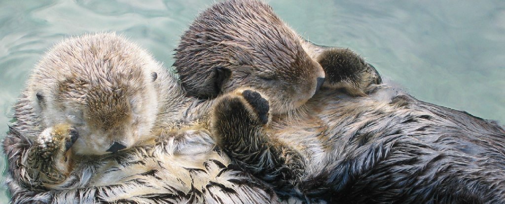 10 Delightful Animals You May Not Have Known Were Necrophiliacs : ScienceAlert 10 Delightful Animals You May Not Have Known Were Necrophiliacs : ScienceAlert