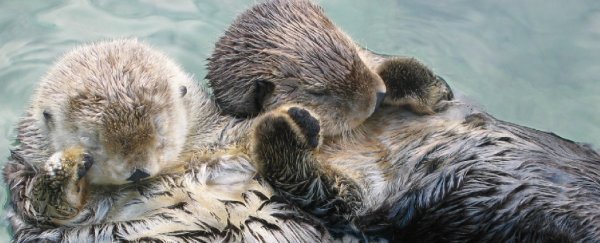 10 delightful animals you may not have known were necrophiliacs