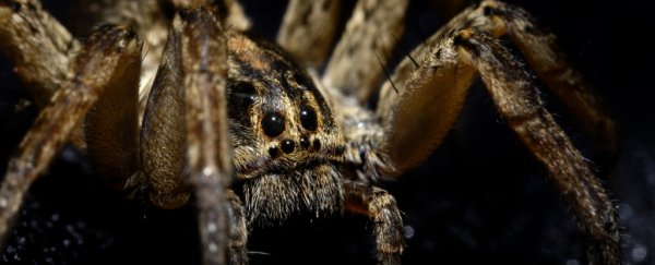 Wolf spiders outweigh wolves in the arctic tundra - but that's kind of a good thing