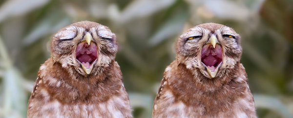 This article on the science of yawning will probably make you yawn