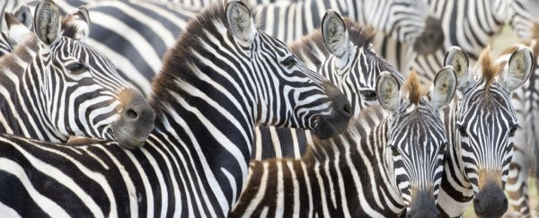 It's 2018, and we still don't know why zebras have stripes - but we just got closer
